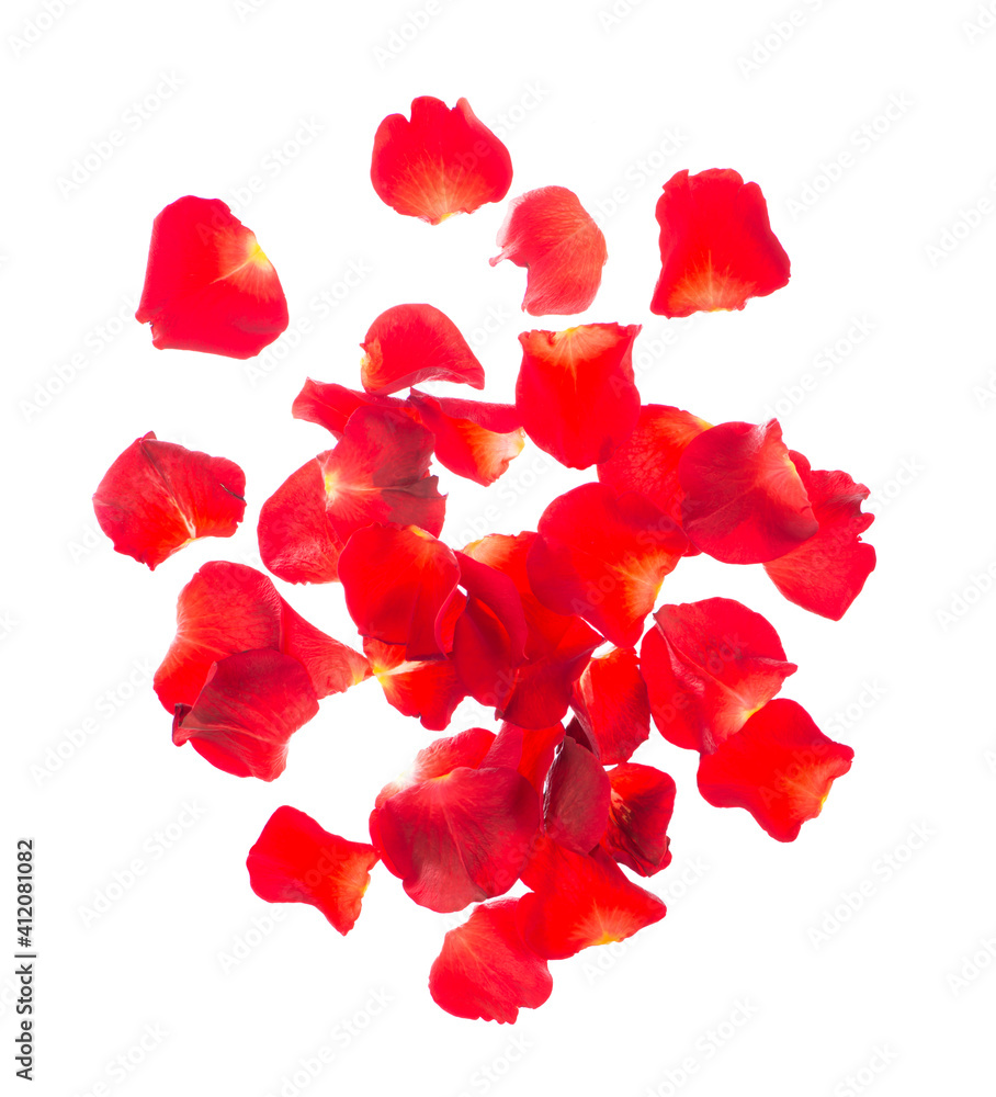 Red rose petals isolated over the white background Red rose petals isolated over the white background