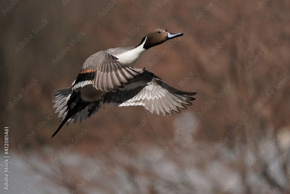northern pintail in flight northern pintail in flight