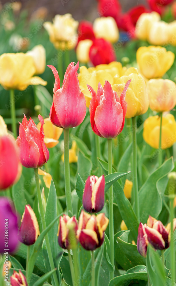 Obraz premium Tulips flowers on a blur background of nature.