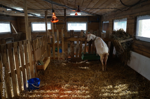 goats on the farm © giram85