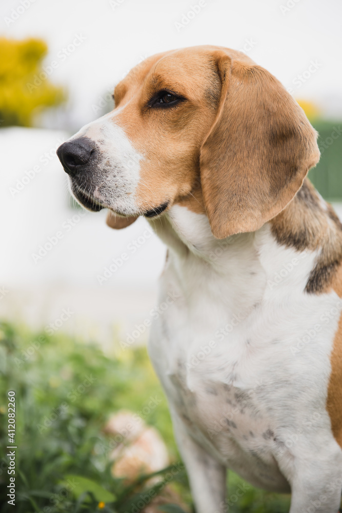 Beautiful Beagle around the garden