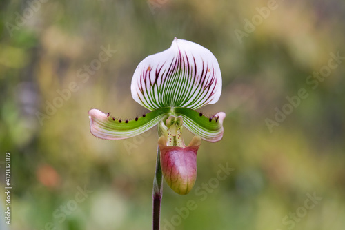 Paphiopedilum, Lady`s Slipper. slipper or callosum orchid flower native in south east asia botanical plant photo