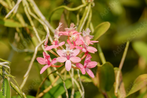 Pink orchid flower or epidendrum from family Orchidaceae macro closeup background