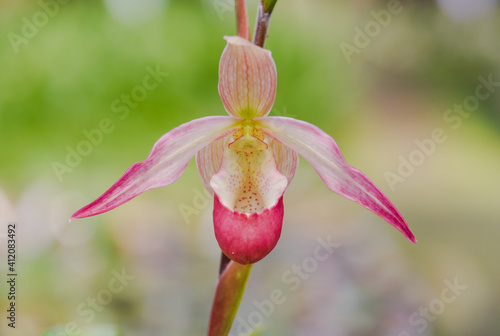 Paphiopedilum or lady's slipper is pink orchid flower blooming in nature