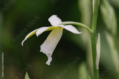 White orchid flower closeup, Orchid flower blooming in garden. 