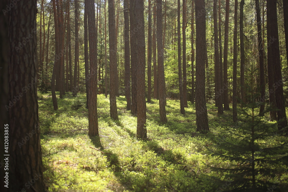 Bright light among forest trees. nature green wood backgrounds Bright light among forest trees. nature green wood backgrounds