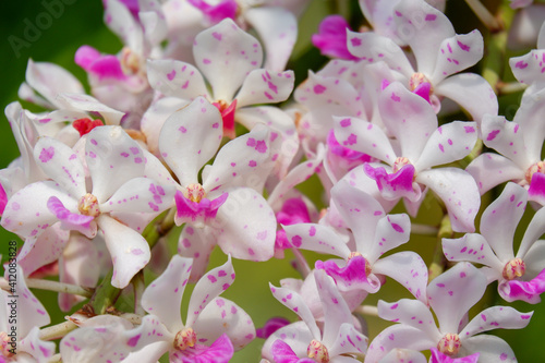 Fototapeta Naklejka Na Ścianę i Meble -  Rhynchostylis gigantea orchid flower  is beautiful white petal and pink spot and blooming summer season