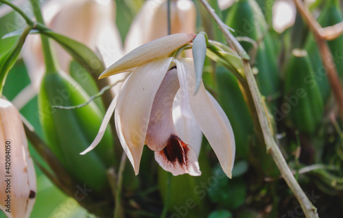 Dendrobium orchid flower closeup with tropical garden background