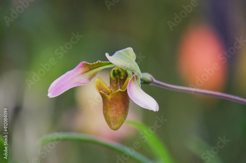 Paphiopedilum appletonianum or lady's slipper orchid in the botanical garden photo