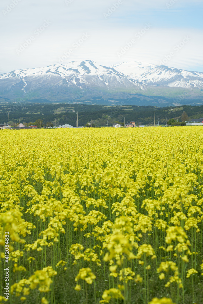Mt. Chokai and rape field Mt. Chokai and rape field