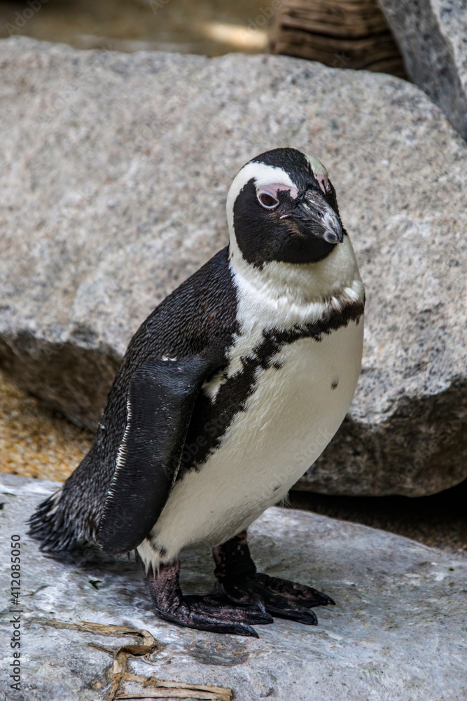Fototapeta premium The African penguin (Spheniscus demersus) stands on rock. It is a species of penguin confined to southern African waters. Distinctive pink patches of skin above the eyes and a black facial mask.