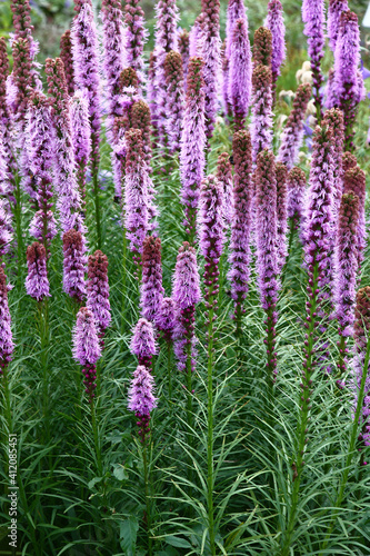 A large number of inflorescences of a liatris begins to blossom in small violet flowers.