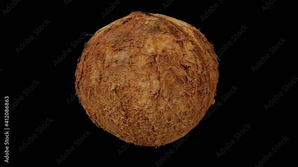 Realistic render of a rotating Husked Ripe Coconut on black background. The video is seamlessly looping, and the 3D object is scanned from a real coconut.
Realistic render of a rotating Husked Ripe Coconut on black background. The video is seamlessly looping, and the 3D object is scanned from a real coconut.