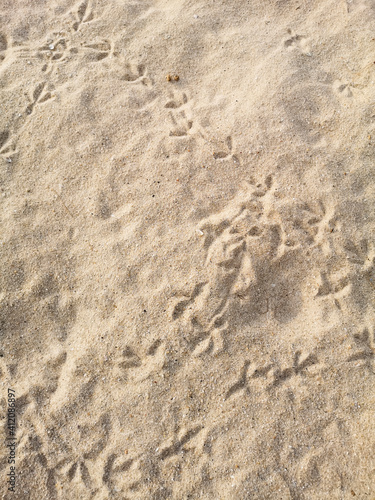 Pigeon's footprints at Patong beach
