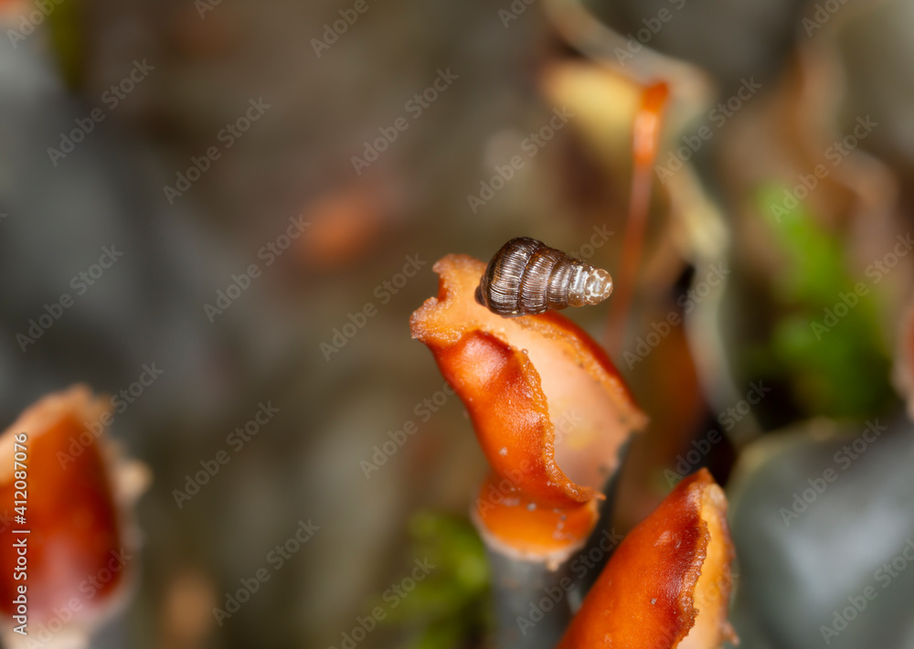 Juvenile door snail on peltigera Juvenile door snail on peltigera