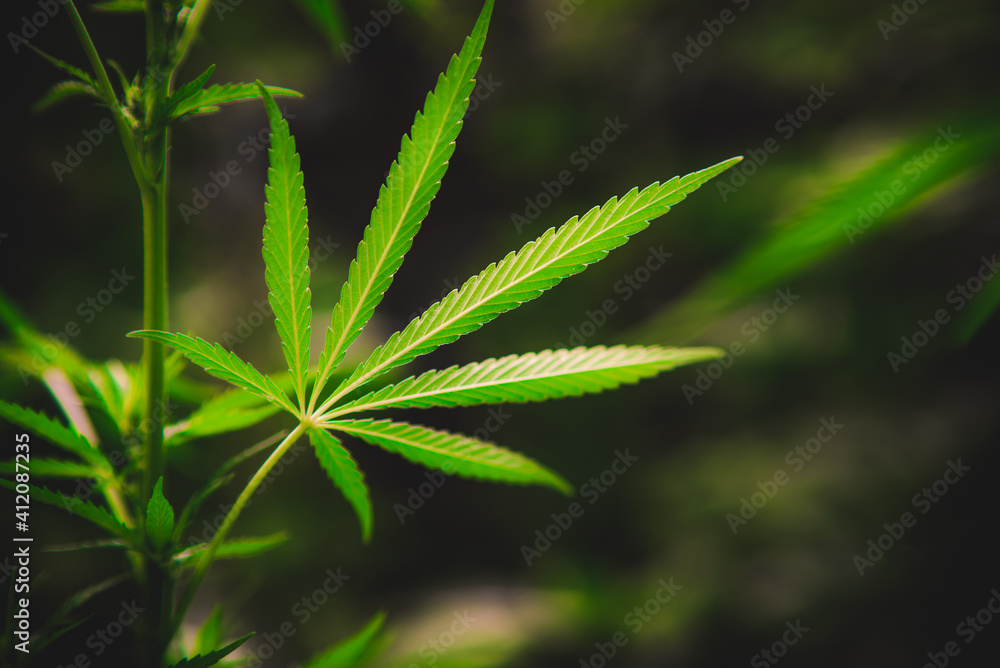 large leaf of cannabis on a green background large leaf of cannabis on a green background