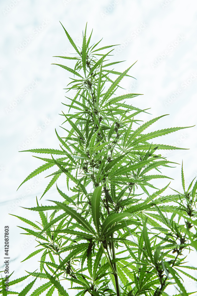 hemp grows in a field in a village hemp grows in a field in a village