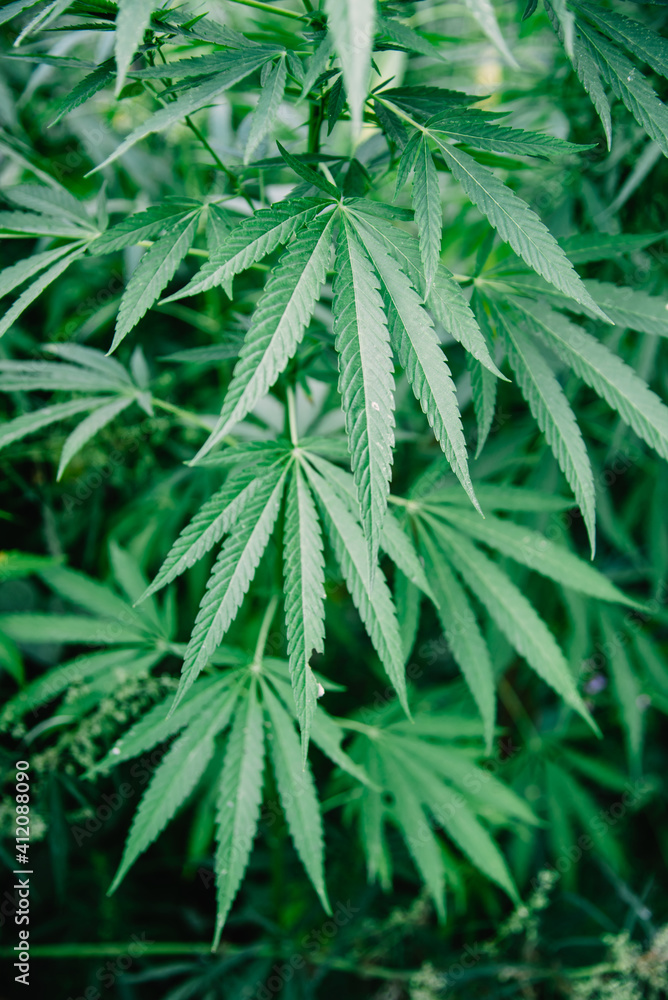 Fototapeta Cannabis bushes growing in a field in a village