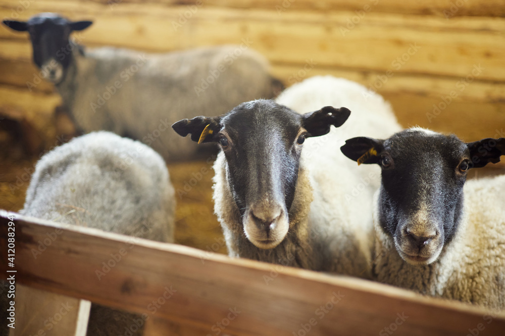 Fototapeta premium the sheep are standing in the pen