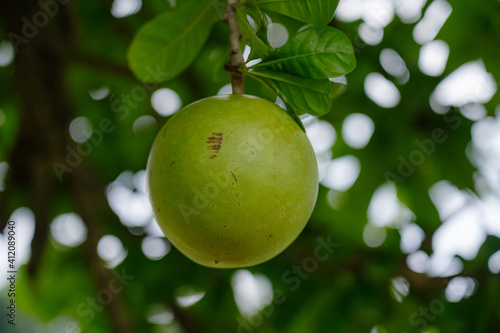 Aegle marmelos called Maja by Indonesian. In Indonesian history, maja is associated with the origin of the name of the Majapahit kingdom.