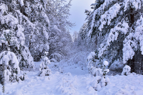 Winter snow-covered trees in the Latvian forest