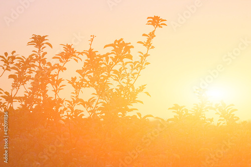 Golden sunset colors with summertime leafs silhouettes. © astrosystem