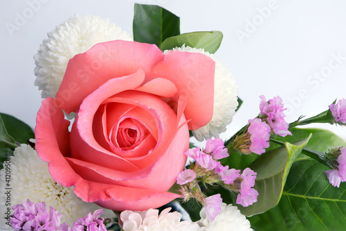 Beautiful pink rose on white background.
