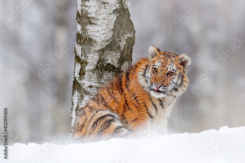 Φωτογραφία Tiger snow run in wild winter nature