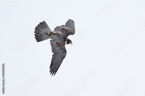 Falcon flight. Bird of prey with open wings. White light sky in background. Action scene in the nature habitat, Germany. Wildlife scene from nature. Wild bird in the forest, Peregrine Falcon.