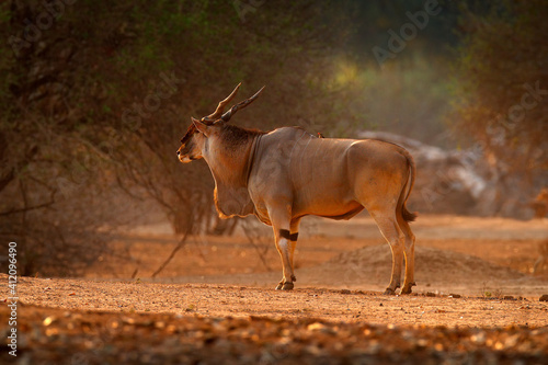 Eland anthelope, Taurotragus oryx, big brown African mammal in nature habitat. Eland in green vegetation, Mana Pools NP, Zimbabwe. Wildlife scene from nature. photo