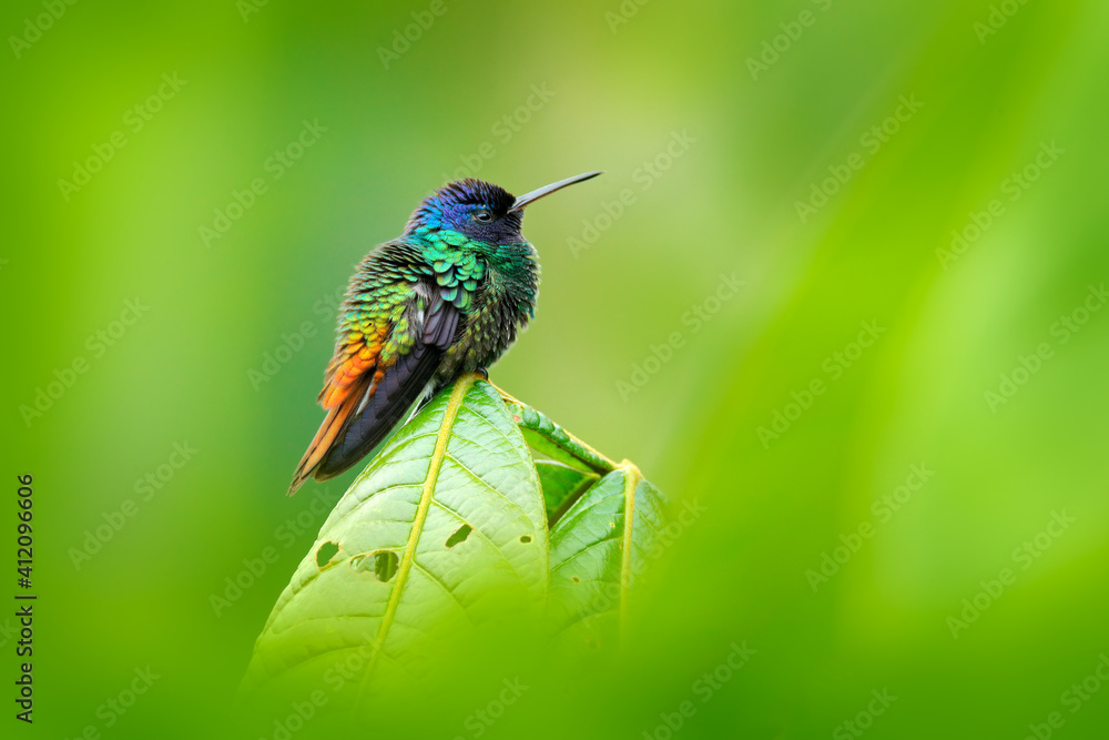 Fototapeta premium Blue head hummingbird. Golden-tailed Sapphire, Chrysuronia oenone, Sumaco Napo-Galeras National Park in Ecuador. Green blue head hummingbird sitting on the branch in forest habitat. Wildlife Ecuador.