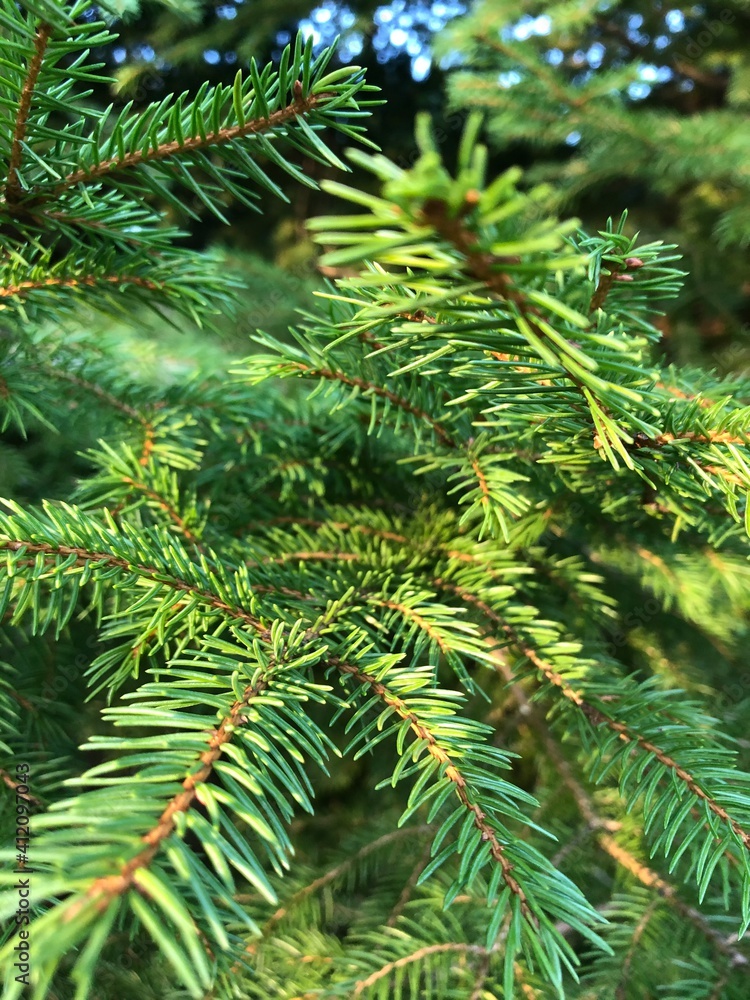 tree, nature tree, nature