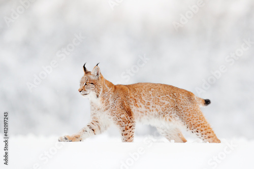 Winter wildlife in Europe. Lynx in the snow, snowy forest in February. Wildlife scene from nature, Germany. Winter wildlife in Europe.