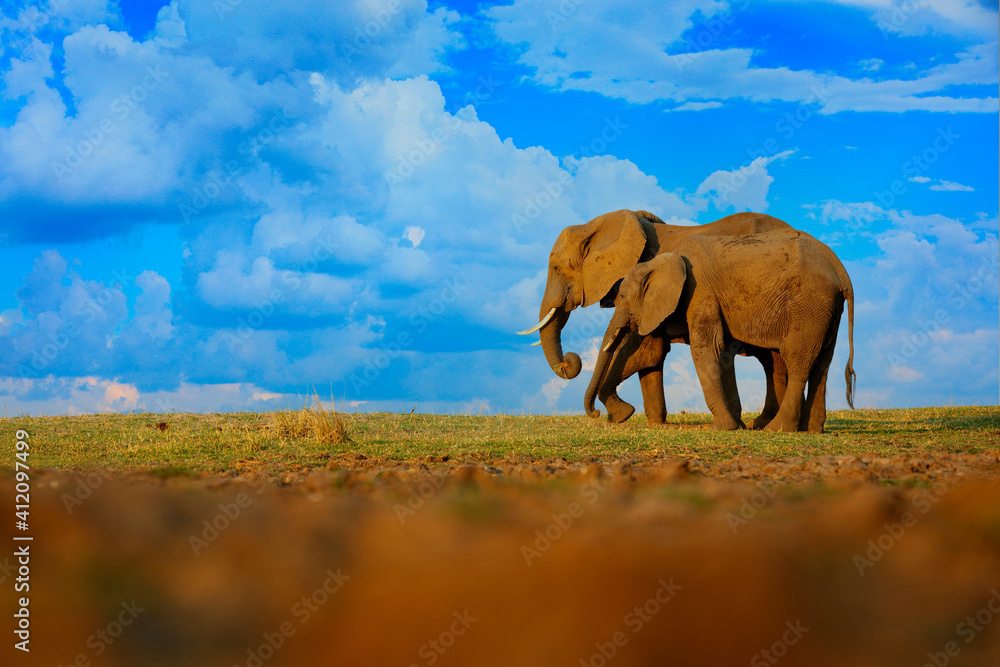 Elephant in the grass, blue sky. Wildlife scene from nature, elephant in habitat, Moremi, Okavango delta, Botswana, Africa. Green wet season, blue sky with clouds.