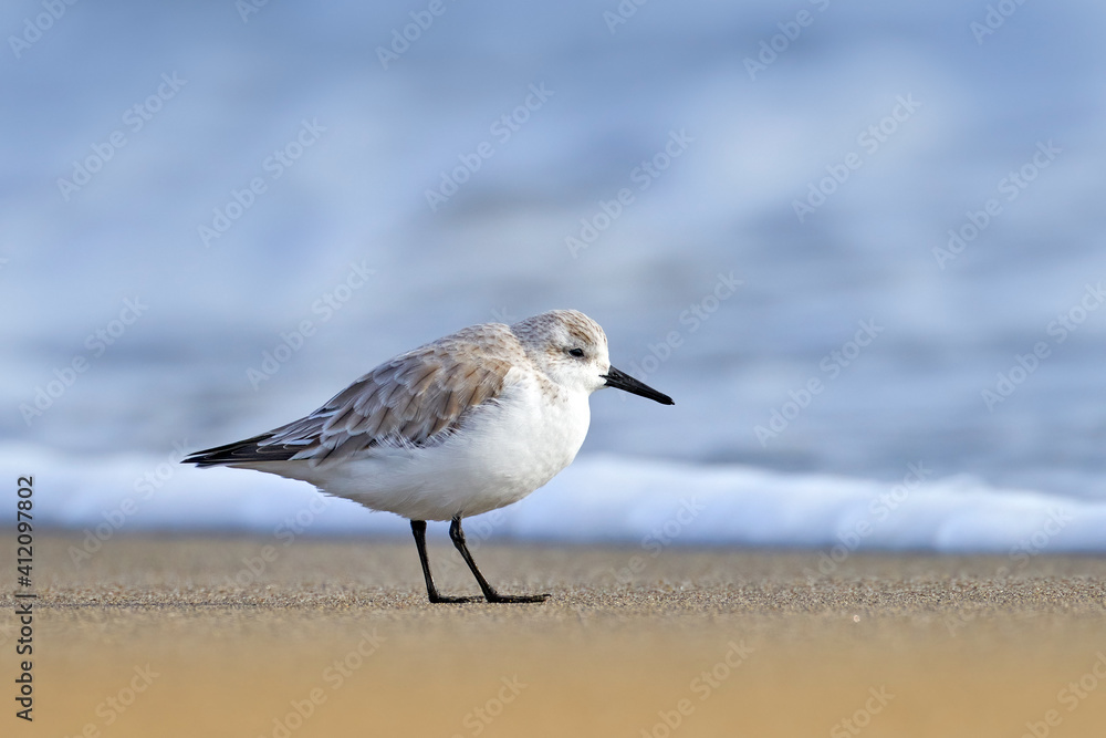 sanderling bird, Calidris alba, wader bird in the nature habitat. Animal on the ocean coast on the sandy beach, beautiful bird from Malaga in Spain, Europe. Bird on the ocean coast. sanderling bird, Calidris alba, wader bird in the nature habitat. Animal on the ocean coast on the sandy beach, beautiful bird from Malaga in Spain, Europe. Bird on the ocean coast.