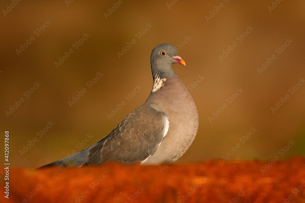 Fototapeta premium Common Wood-Pigeon, Columba palumbus, Sierra de Andújar, Andalusia, Spain in Europe. Pigeon detail portait in the nature stone habitat.