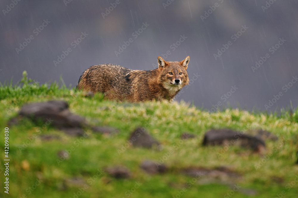 Bulgaria wildlife, Balkan in Europe. Golden jackal, Canis aureus, feeding scene on meadow, Eastern Rhodopes. Wild dog behaviour scene in nature. Mountain animal in the habitat.