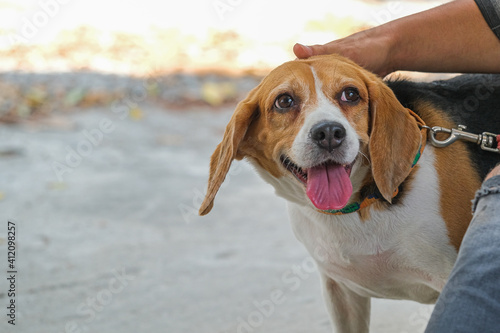 Beautiful beagle dog in the outdoors