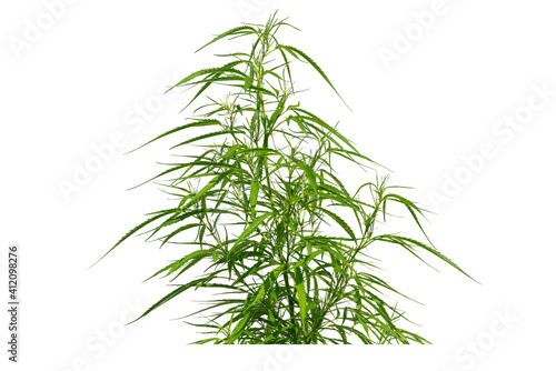 The vegetative stage of marijuana herb plants with a white background..