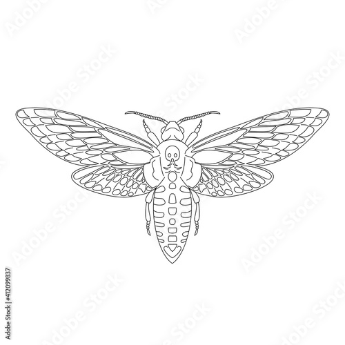 Butterfly hawk moth death head, acherontia atropos from black contour curves lines on white background. Vector illustration.