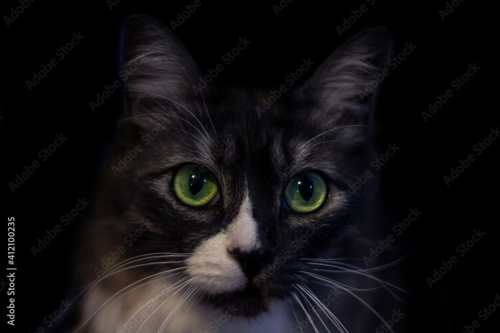 Portrait of a beautiful black and white cat with large green eyes and a white fluffy mustache on a black background. Portrait of a beautiful black and white cat with large green eyes and a white fluffy mustache on a black background.