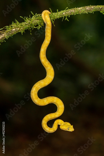 A strikingly colored yellow and white Eyelash Pit Viper, Bothriechis schlegelii, coiled in a tree and vine in Costa Rica, waiting for prey