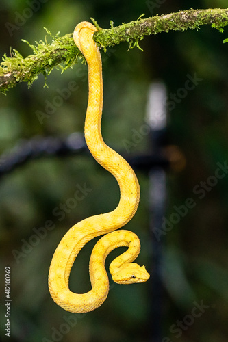 A strikingly colored yellow and white Eyelash Pit Viper, Bothriechis schlegelii, coiled in a tree and vine in Costa Rica, waiting for prey