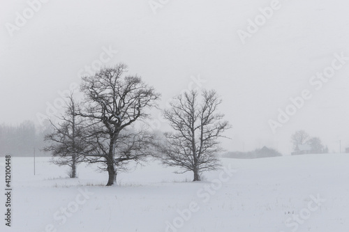 Wallpaper Mural Beautiful silhouettes of trees in a snowy field. Heavy snowfall hides the horizon. Latvia Torontodigital.ca