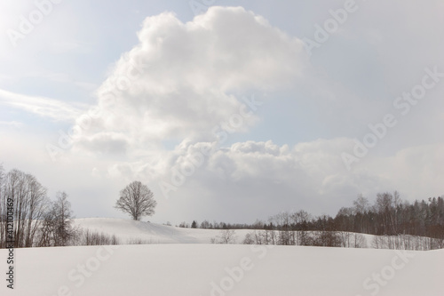 Beautiful silhouettes of trees in a snowy field on a sunny day. On the horizon are rural one-story houses. Latvia