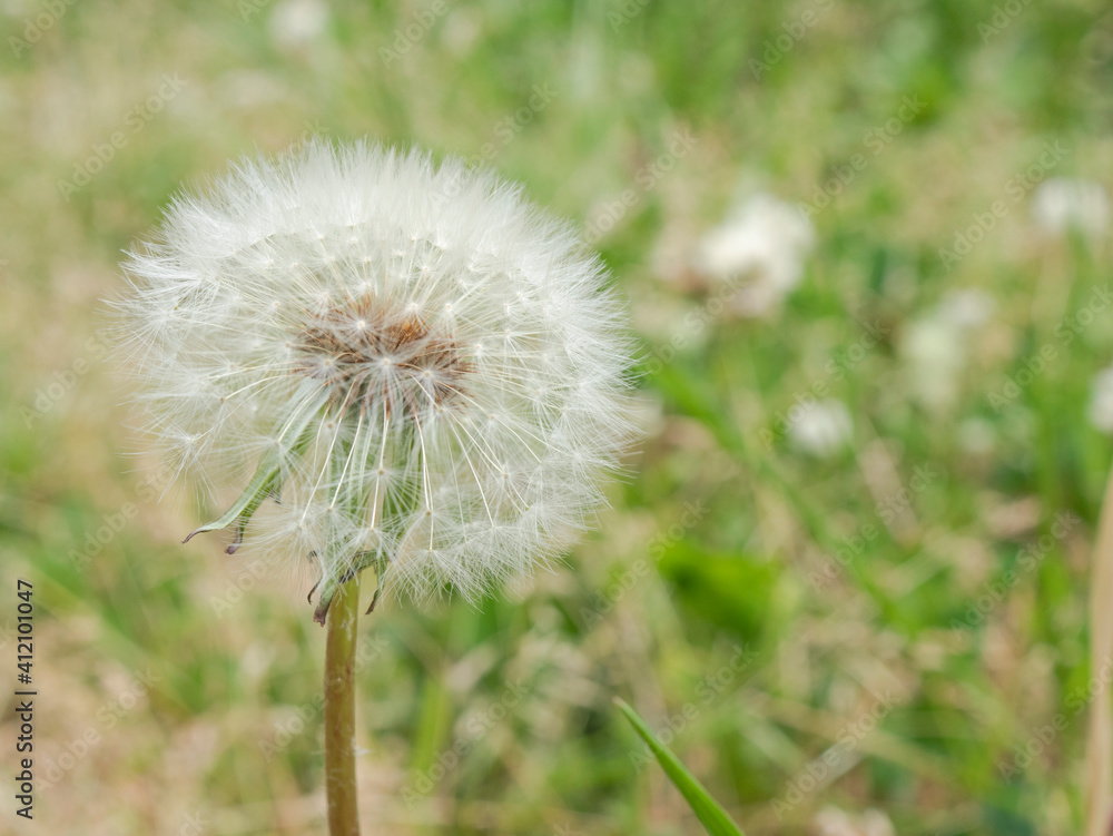 Fototapeta premium 新緑の公園で見つけたふわふわのたんぽぽ
