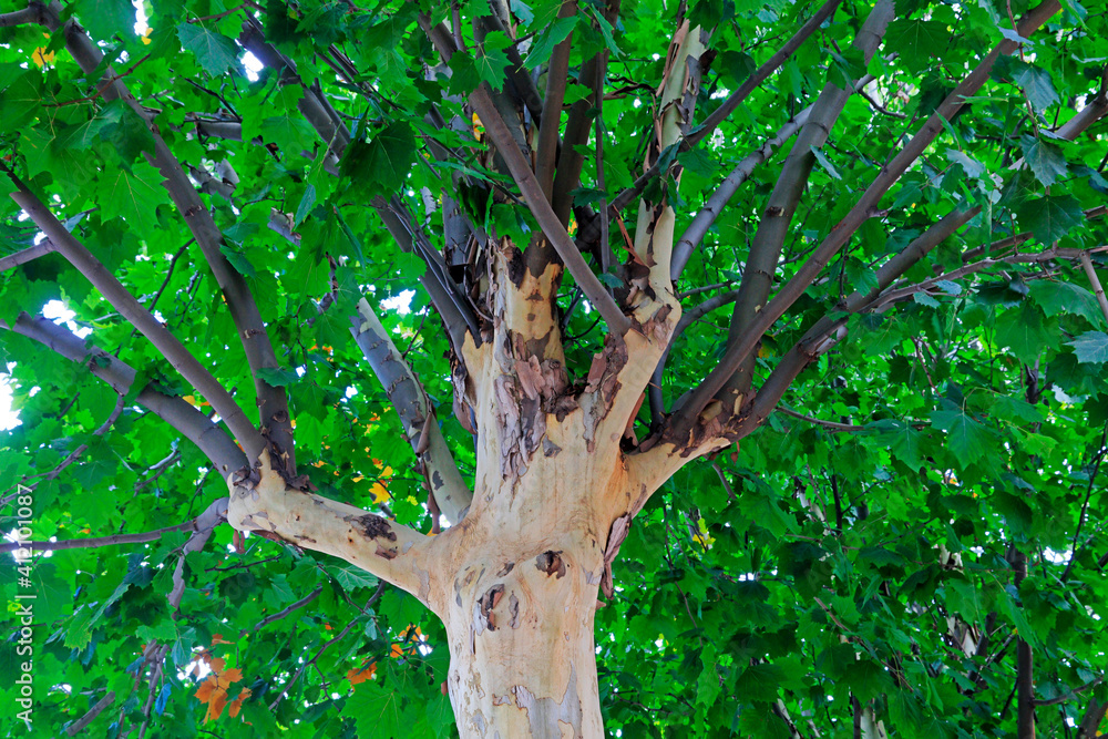Fototapeta premium Close up photo of tree trunk of Paulownia fortunei