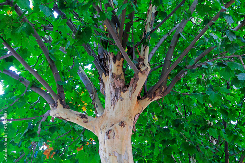 Close up photo of tree trunk of Paulownia fortunei photo