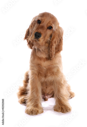 cocker spaniel puppy