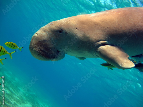 Dugongo. Sea Cow in Marsa Alam. Marsa Mubarak bay.